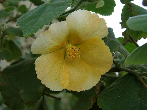 Abutilon
            grandifolium