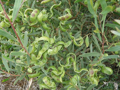 Acacia cyclops