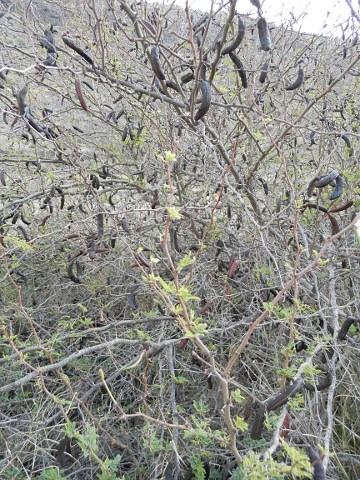 Acacia farnesiana