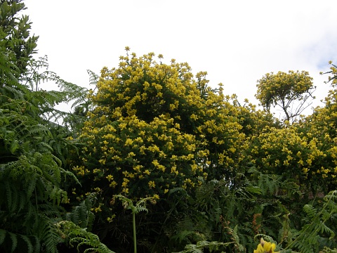 Adenocarpus foliolosus