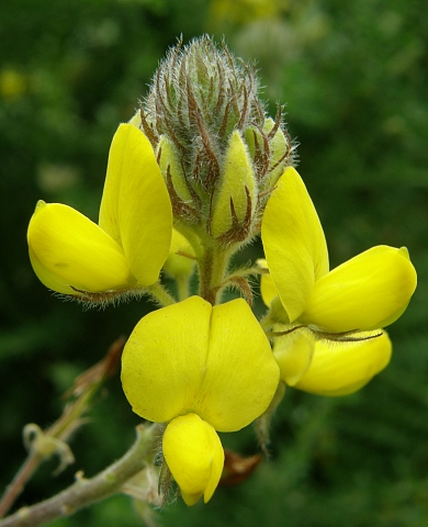 Adenocarpus foliolosus