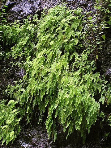 Adiantum capillus-veneris