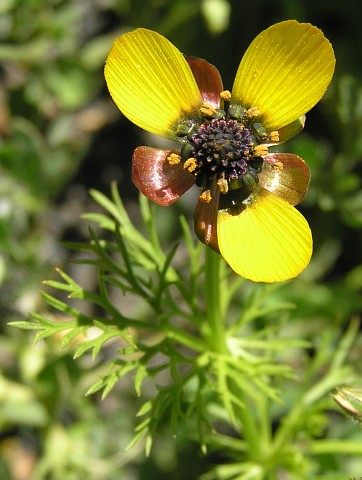 Adonis microcarpa