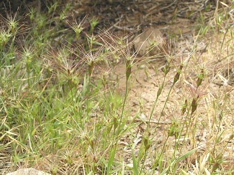 Aegilops neglecta