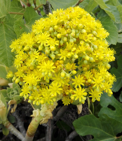 Aeonium balsamiferum