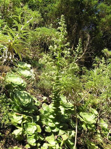 Aeonium canariense ssp. canariense