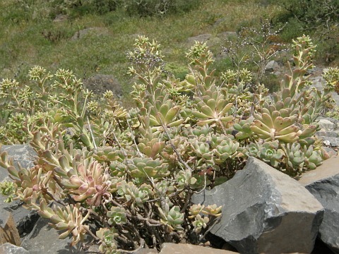 Aeonium castello-paivae