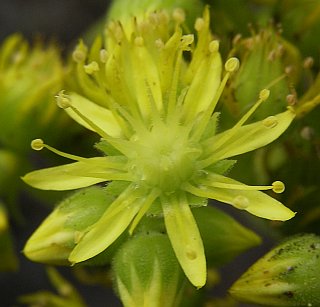 Flor de Aeonium cuneatum