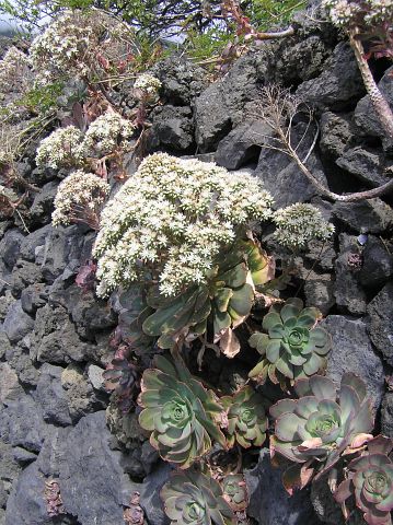 Aeonium davidbramwellii