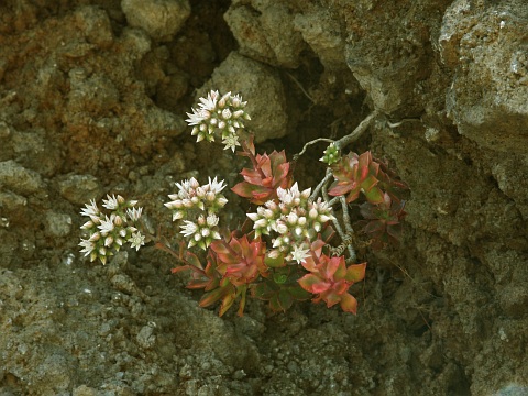 Aeonium decorum