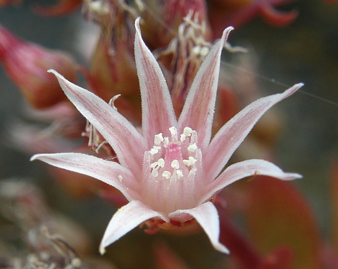 Flos de Aeonium decorum