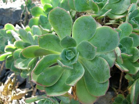 Aeonium gomerense