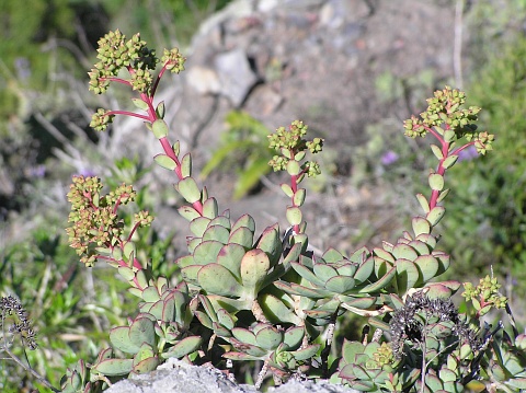 Aeonium haworthii