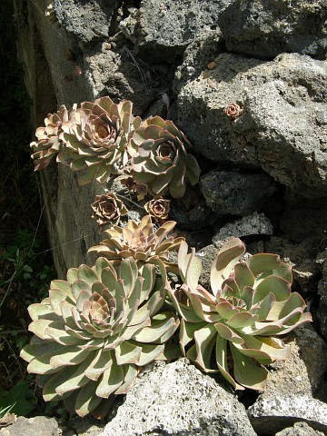 Aeonium hierrense