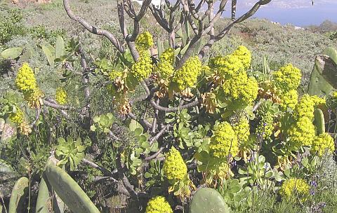 Aeonium arboreum ssp.holochrysum (Aeonium holochrysum)