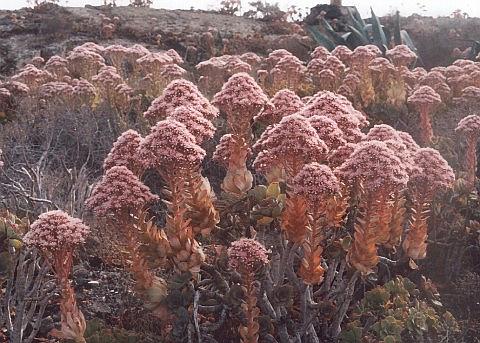 Aeonium lancerottense