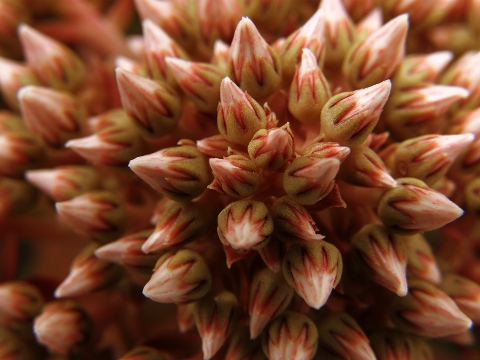 Aeonium lancerottense