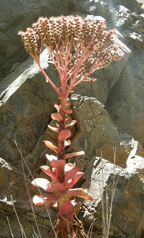 Aeonium nobile