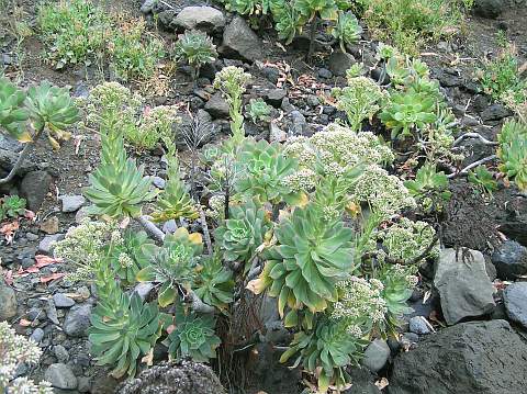 Aeonium percarneum