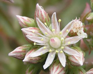 Flor de Aeonium percarneum