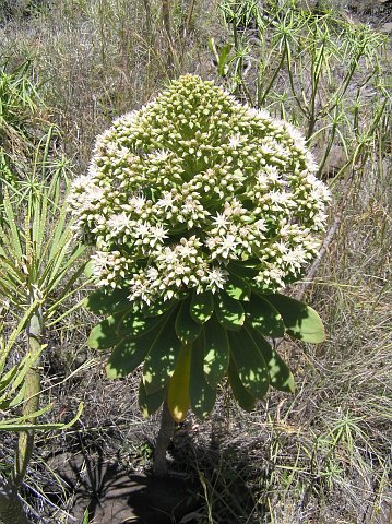 Aeonium pseudourbicum