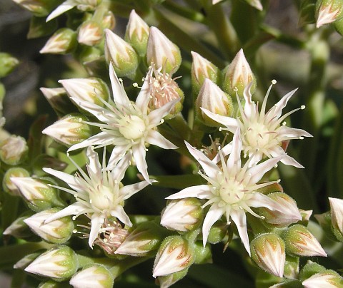 Aeonium pseudourbicum