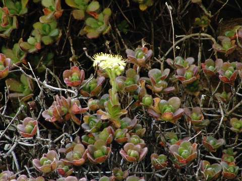 Aeonium saundersii