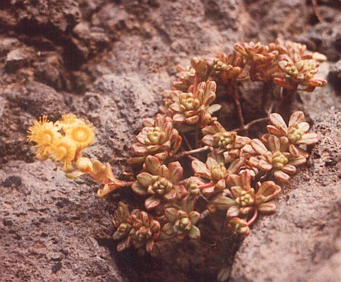 Aeonium sedifolium