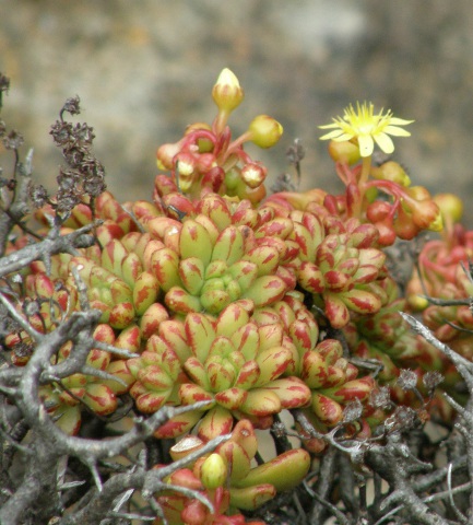 Aeonium sedifolium