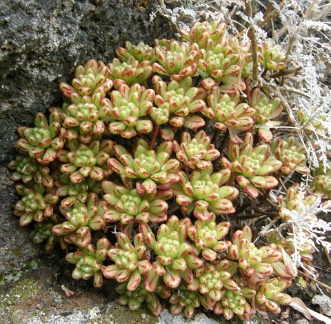 Aeonium sedifolium