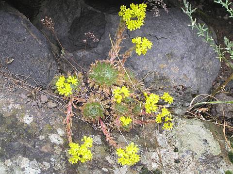 Aeonium simsii