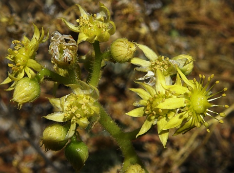 Aeonium smithii