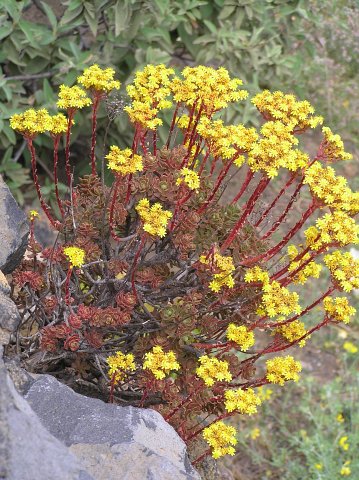 Aeonium spathulatum