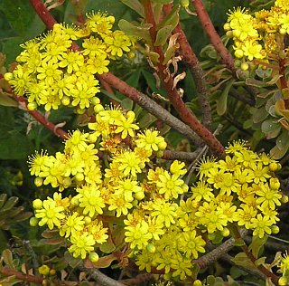 Flores de Aeonium spathulatum