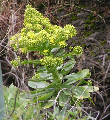 Aeonium undulatum