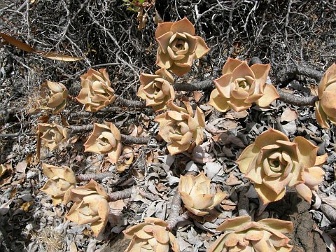 Aeonium valverdense