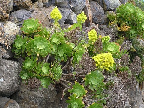 Aeonium arboreum ssp. holochrysum (Aeonium vestitum)