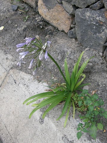 Agapanthus praecox ssp.orientalis