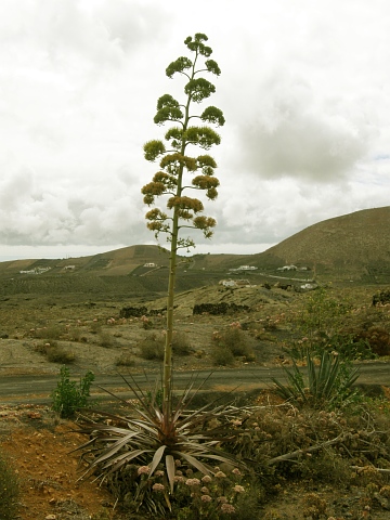 Agave fourcroydes