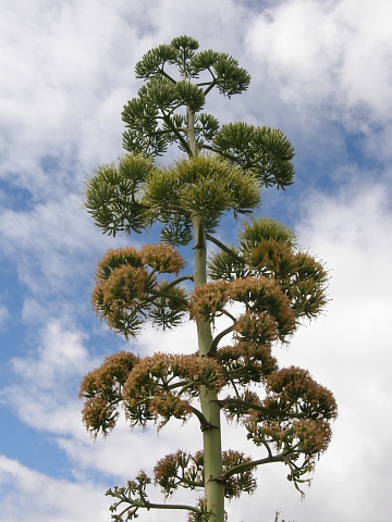 Inflorescencia de Agave fourcroydes