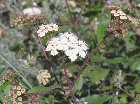 Ageratina adenophora