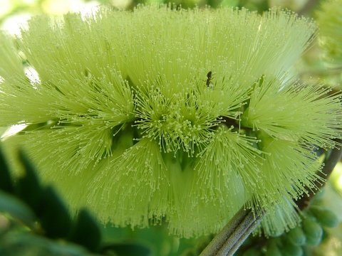 Albizia distachya