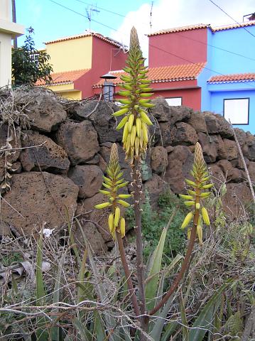 Aloe vera