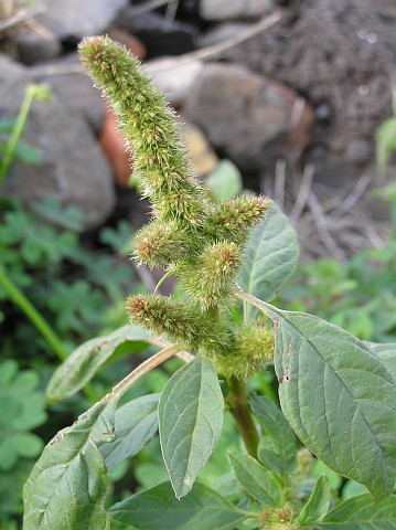 Amaranthus hybridus