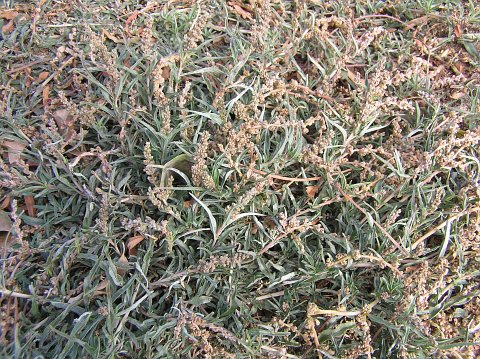 Amaranthus muricatus