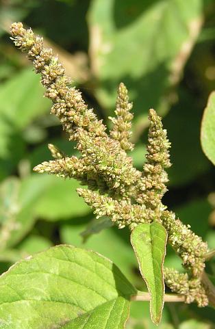 Amaranthus viridis