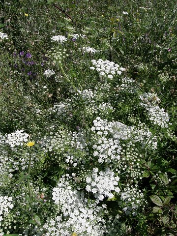 Ammi majus