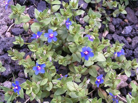 Anagallis arvensis