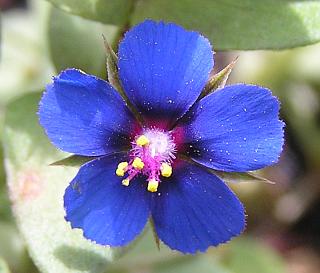 Anagallis arvensis