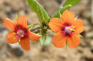 Anagallis arvensis